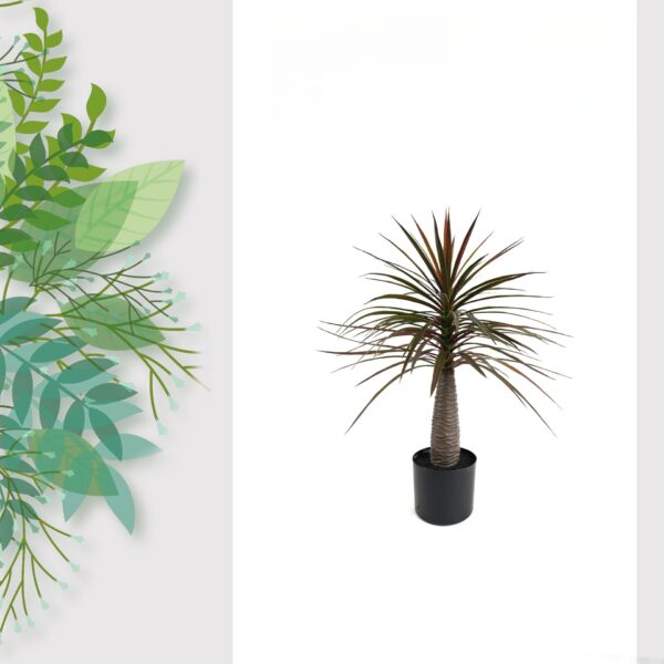 Evergreen Dracaena Pot - Image 2