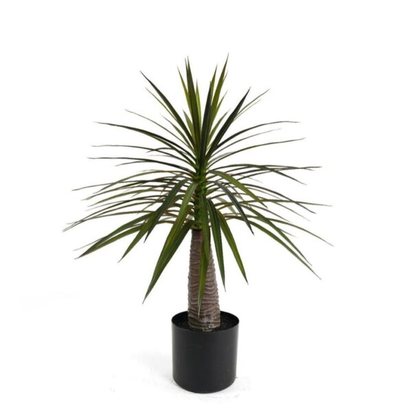 Evergreen Dracaena Pot