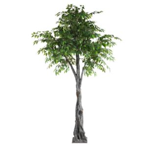 GreenGrove Fig Tree
