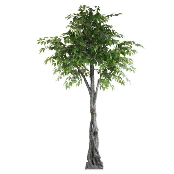 GreenGrove Fig Tree